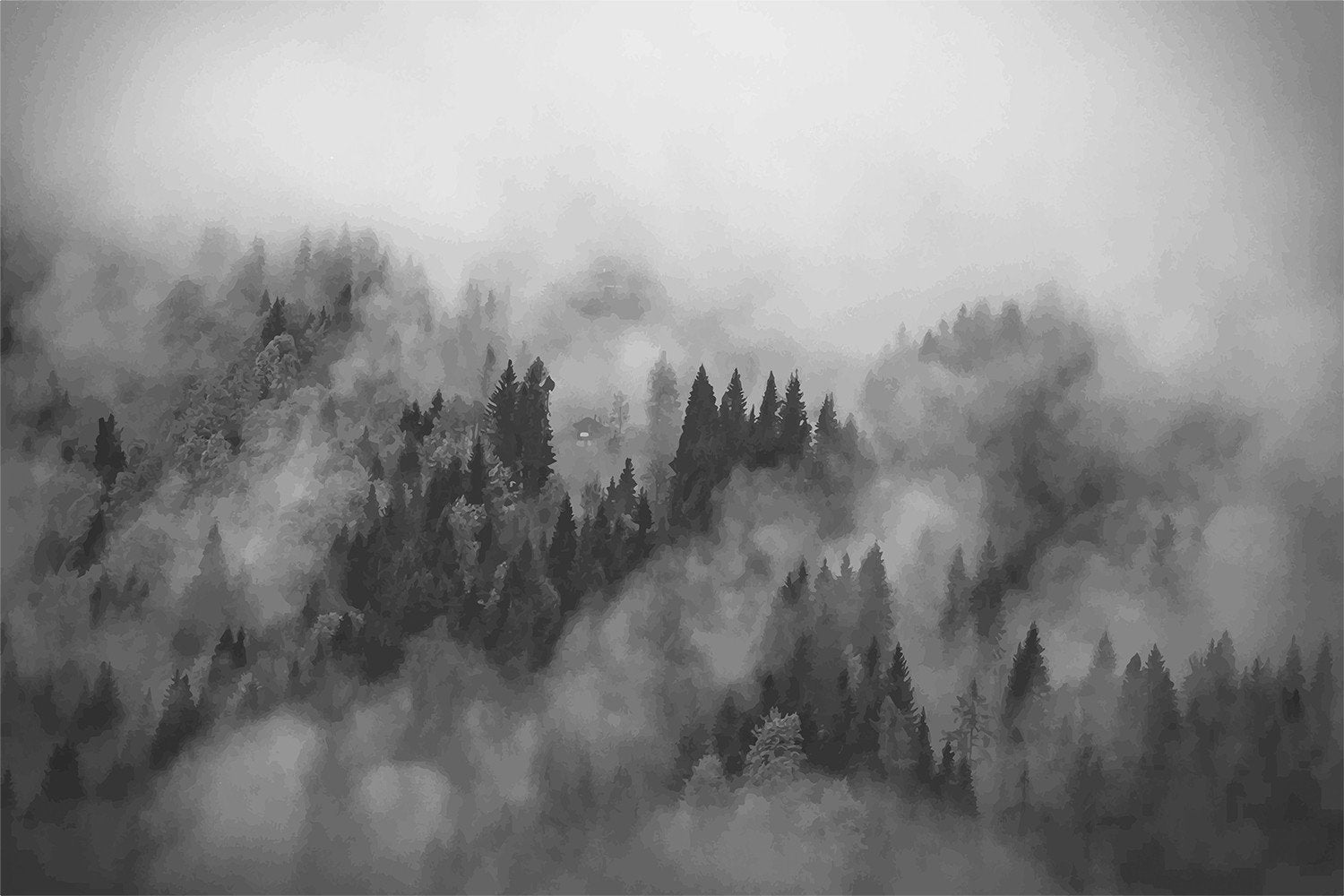 forest in fog