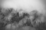 forest in fog