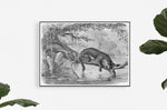 jaguar vintage art print